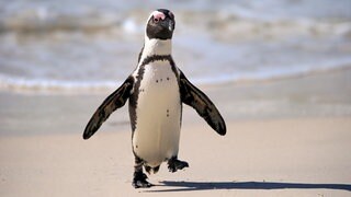 Ein Brillenpinguin (Spheniscus demersus) kommt am Boulders Beach aus dem Wasser: Die Brillenpinguine in Südafrika sind massiv bedroht. Rund 62.000 Afrikanische Pinguine sind verschwunden; vermutlich verhungert, weil ihnen schlicht das Futter ausgeht. 