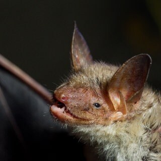 Eine Fledermaus der Art Großes Mausohr mit ausgebreitetem Flügel (Symbolfoto): Rund 30 Fledermäuse (Symbolfoto) haben sich im Quartier geirrt und in Günzburg eine Privatwohnung in Beschlag genommen. 