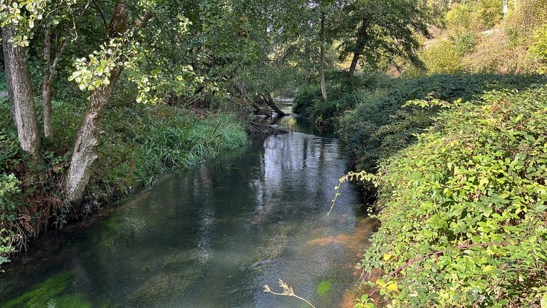 Ein Auenwald so wie auf diesem Stück der Moosalbe schwebt der Gemeinde auch für das zwei Kilometer lange Stück vor, auf dem aktuell renaturiert wird.