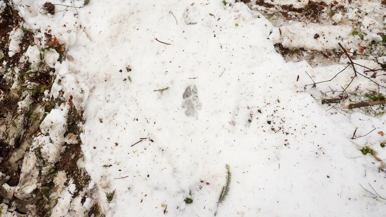 Ein Abdruck einer großen Pfote im Schnee, schätzungsweise ist sie vom Wolf GW2672m.