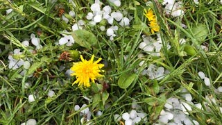 Hagelkörner liegen neben Löwenzahnblüten im Gras: Warum hagelt es meistens tagsüber und nicht nachts?