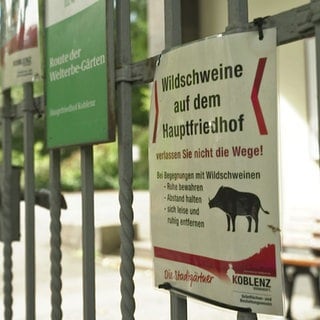 Ein Schild warnt vor Wildschweinen auf dem Friedhof