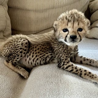 Geparden-Baby im Landauer Zoo, das mit der Flasche groß gezogen wird. Hier sitzt es auf einer Couch und schaut in die Kamera.