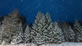 Schnee fällt bei Freudenstadt und bleibt dabei auf den Nadelbäumen liegen.. Am Wochenende kann es in BW sogar in tieferen lagen schneien.