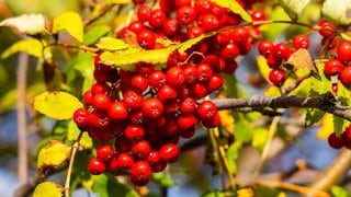 Vogelbeeren am Zweig einer Eberesche mit Blättern