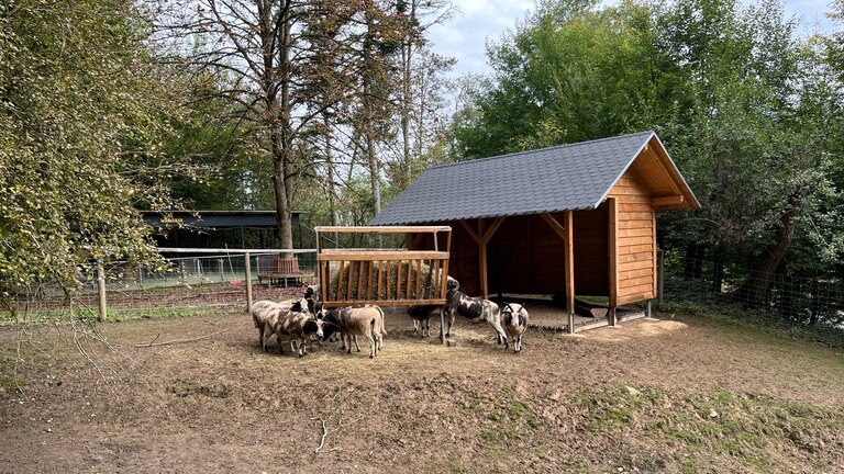 Jakobschafe in ihrem Gehege im Wildpark Westerwald in Gackenbach.