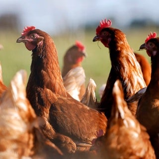 In fast allen Kreisen in RLP gilt wegen der Vogelgrippe Stallpflicht für Geflügel (Symbolbild: Freilaufende Hühner in einem Gehege).