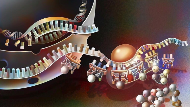 Transkription von DNA in Messenger-RNA und deren Translation: Ernährung, Stress, Bewegung – all diese Faktoren hinterlassen Spuren auf unseren Genen und bestimmen mit, ob bestimmte Erbanlagen aktiv werden oder nicht. So beeinflussen Umwelt und Lebensstil unsere Gesundheit und unsere Persönlichkeit – und das oft über Generationen hinweg. 