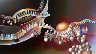Transkription von DNA in Messenger-RNA und deren Translation: Ernährung, Stress, Bewegung – all diese Faktoren hinterlassen Spuren auf unseren Genen und bestimmen mit, ob bestimmte Erbanlagen aktiv werden oder nicht. So beeinflussen Umwelt und Lebensstil unsere Gesundheit und unsere Persönlichkeit – und das oft über Generationen hinweg. 