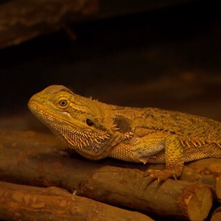 Bartagame im Tierheim Ludwigsburg
