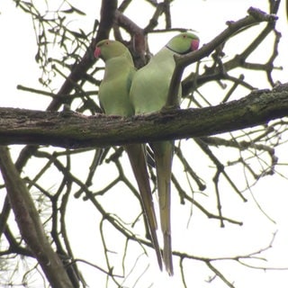 zwei Wintervögel auf einem Baum