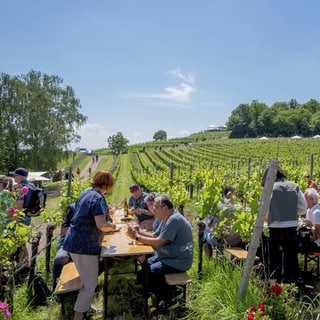 Ein Höhepunkt der Weinfest-Saison: Feiern in den Weinbergen in Birkweiler in der Südpfalz.