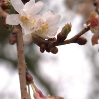 Winterblüte
