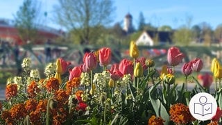 Verschiedene Blumen auf dem Gelände der Landes·garten·schau. Zum Beispiel Tulpen. Rechts das SWR Logo für Leichte Sprache.