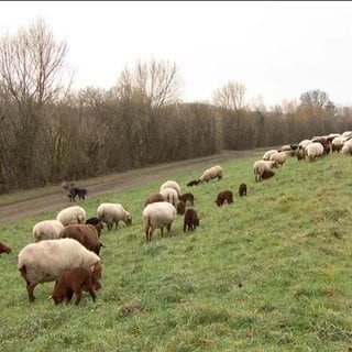 Schafe auf der Wiese