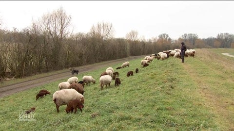 Schafe auf der Wiese