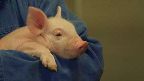 Das Bild zeigt ein kleines Ferkel im Arm einer Person.