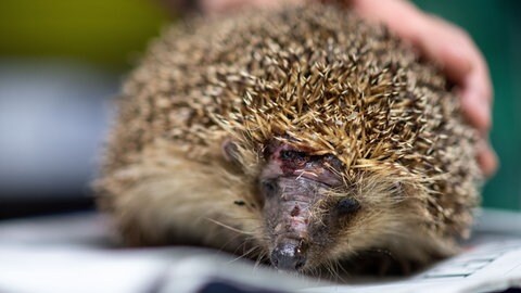 Ein Mähroboter hat die Schnauze von einem Igel überfahren. Der Igel hat tiefe Schnittwunden.