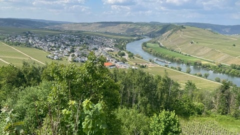 Das Moseltal ist geprägt von Weinbergen - wie hier in Leiwen. 
