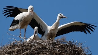 Störche im Nest
