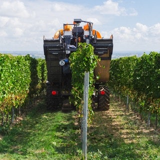 In einem Weinberg wird mit einer Erntemaschine, einem Trauben-Vollernter, Wein gelesen (Symbolbild).