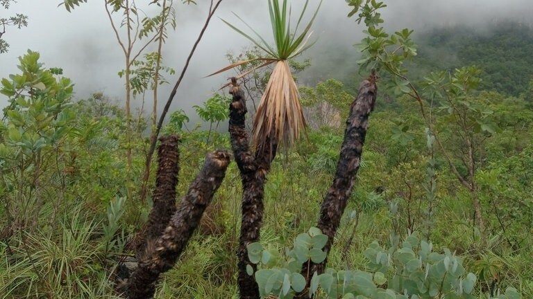 Ein Teil des Cerrado ist der Nationalpark "Chapada dos Veadeiros". Bei einem Brand 2017 wurde ein Großtel vernichtet. Nationalparkchef Luiz Henrique Neves erklärt: "Ein Baum hier ist die "Canela de Ema", das "Schienbein des Laufvogels". Er wird von traditionellen 