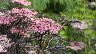 Rotblättriger Holunder der Sorte "Black Lace". Die Pflanze steht an einem sonnigen Standort. Sie hat sehr dunkle, fast schwarze Blätter und rosa-pinke Blüten. Außerdem ist sie gut zu scheiden.