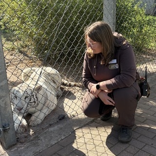 "Verhätschelt wird das Wildtier aber nicht." Cheftiertrainerin Nicole Meyer hat ein enges Vertrauensverhäntlis zu Tigerdame Charlota. 