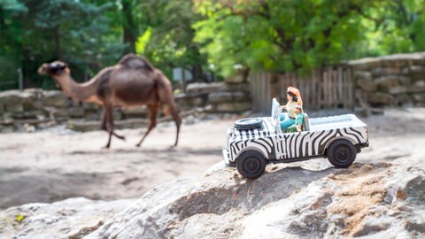 "Little People"- Figuren in einem Safariauto vor einem Kamel.