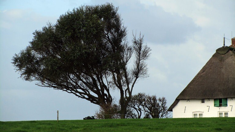 Windgebeugt: Die wenigen Bäume auf den Halligen müssen ganz schöne Strapazen aushalten.