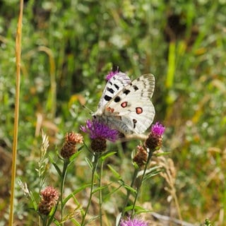 Der Apollofalter: Wie Naturschützer und Winzer ihn beschützen wollen