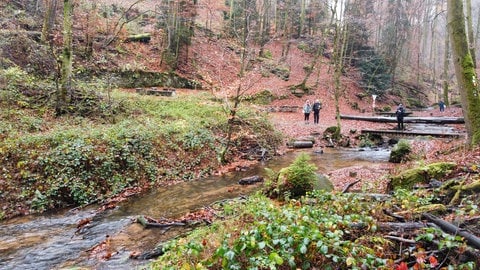 Die Karlstalschlucht bei Trippstadt im Kreis Kaiserslautern im Herbst bei Regen.