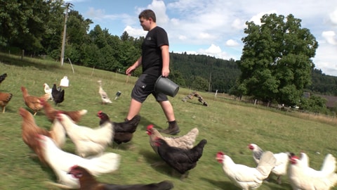Junge füttert Hühner