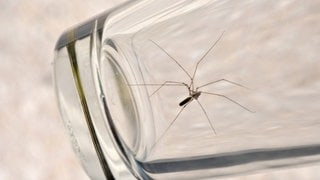 Zitterspinne in einem Glas | Zitterspinnen: Diese Spinnen können euch im Haus nützlich sein