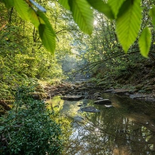 Die Sonne scheint im Schlichemtal bei Epfendorf im Landkreis Rottweil auf den Fluss Schlichem.