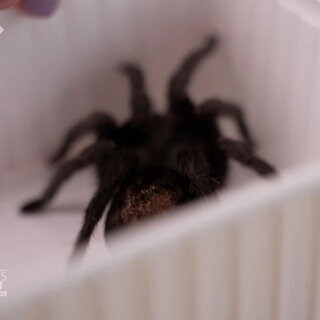 Anke liebt ihre 40 Vogelspinnen