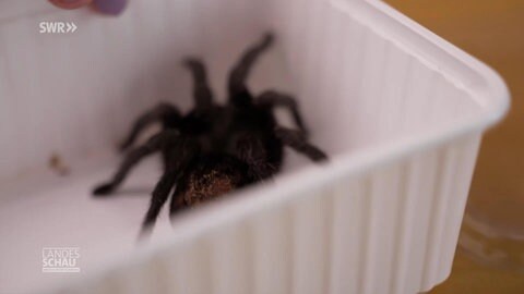 Anke liebt ihre 40 Vogelspinnen