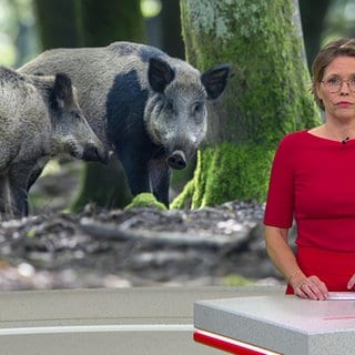 Nachrichtensprecherin Dorit Friederike Becker