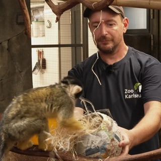 Totenkopfaffe im Zoo Karlsruhe sucht Mehlwürmer in einer Kugel mit Holzwolle