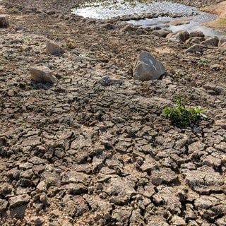 Symbolbild: Der Rothsee führt extremes Niedrigwasser, der freigelegte Seeboden ist von tiefen Trockenrissen durchzogen. Zwischen Steinen und ersten Pflanzen steht nur noch ein schmaler Rest Wasser