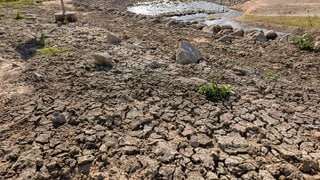 Symbolbild: Der Rothsee führt extremes Niedrigwasser, der freigelegte Seeboden ist von tiefen Trockenrissen durchzogen. Zwischen Steinen und ersten Pflanzen steht nur noch ein schmaler Rest Wasser