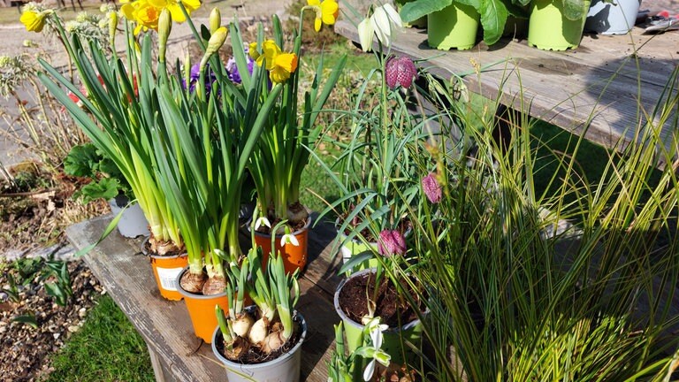 Schachbrettblumen und Narzissen ergänzen Primeln wunderbar! 