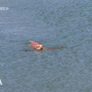 Hund schwimmt mit Stock