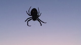 Eine Spaltenkreuzspinne (Nuctenea umbratica), die insbesondere in der Dämmerung in ihren großen Netzen zu finden ist