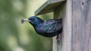 Nistkästen reinigen für Vögel: Ein Star krabbelt mit Dreck im Schnabel aus einem Starenkasten.