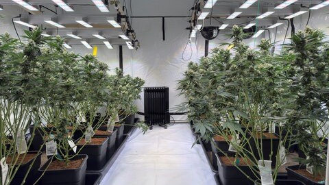 Beheizte Pflanzzelte sorgen für ein gleichmäßiges Klima. Cannabis in einer Halle in Harthausen in der Pfalz.