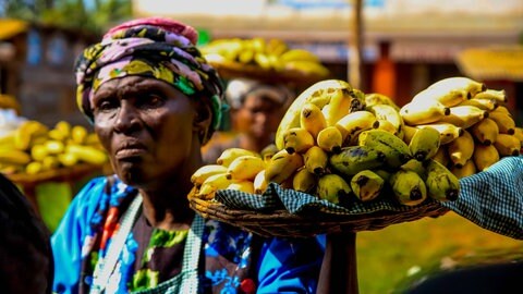 In vielen Teilen Afrikas und Asiens sind Bananen Grundnahrungsmittel. Das Aussterben von Bananensorten hätte weitreichende Folgen. Deshalb ist es wichtig, Lösungen gegen krankmachende Pilze zu finden.