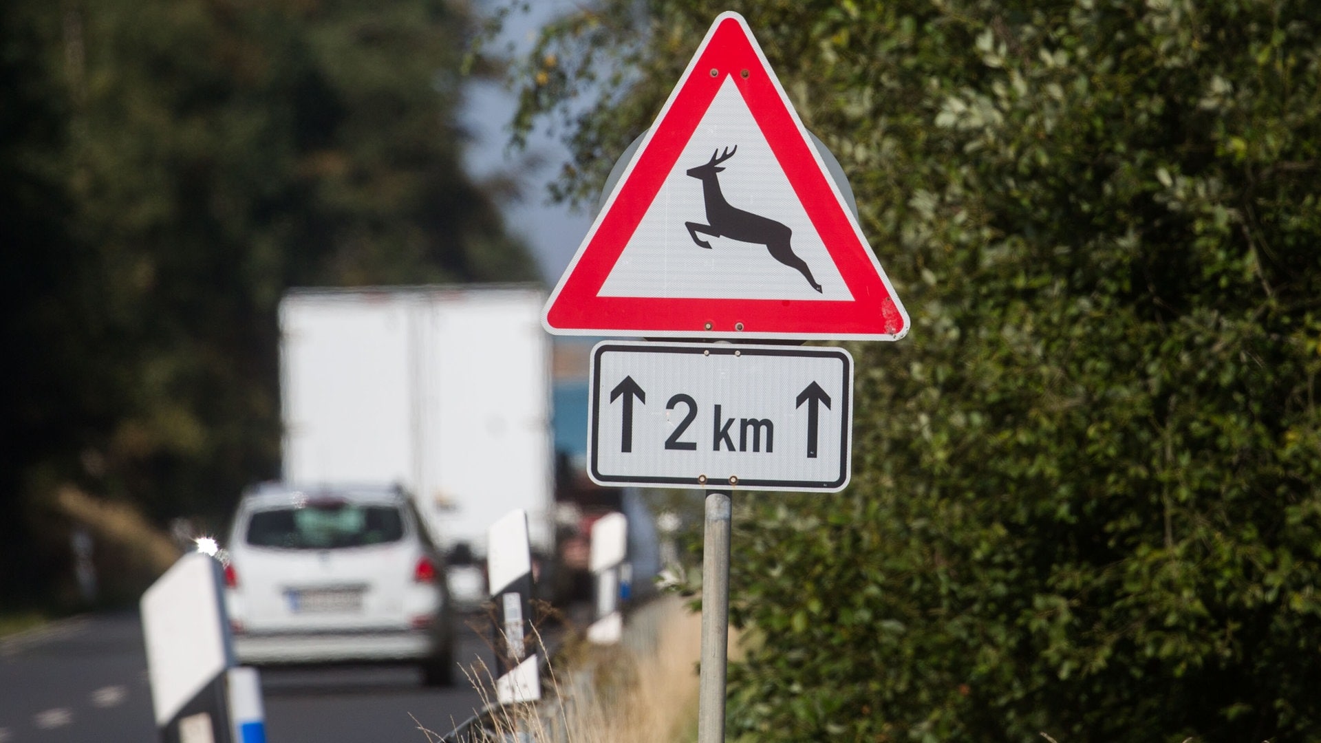 Wildunfälle auf der Autobahn: Wie sicher sind die Zäune?