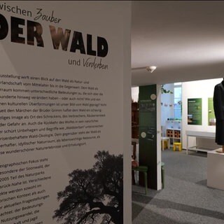 Eine Infotafel mit Überschrift Der Wald - zwischen Zauber und Verderben