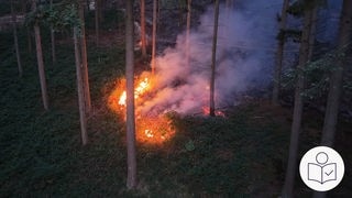 Auf dem Boden in einem Wald brennt es zwischen den Bäumen. Rechts das SWR Logo für Leichte Sprache.